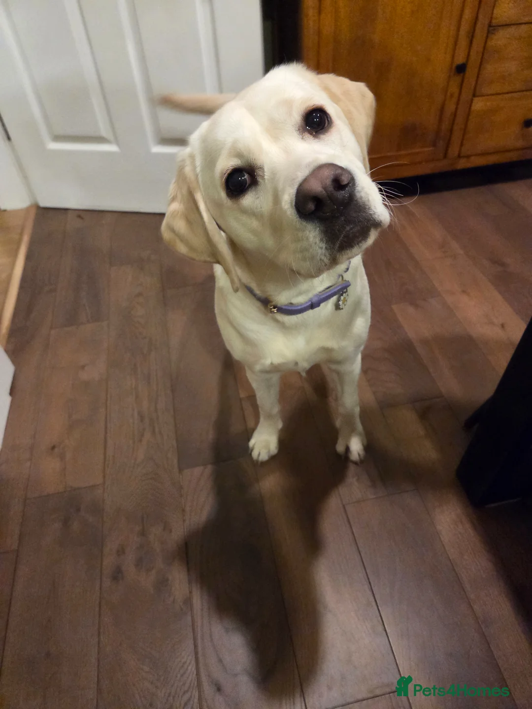 Labrador Retriever dogs for sale: 1yo Female Labrador Retriever  in Biggar - Advert 2