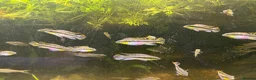 Cichlids fish for sale: Kribensis cichlids for sale all sizes/ages - Advert 3