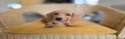 Miniature Dachshund dogs for sale: KC Registered Mini Dachshund Puppies. Rare colors - Advert 15