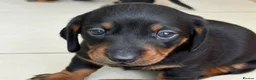 Dachshund dogs for sale: Smooth haired miniature Dachshunds 🐶😍 - Advert 10