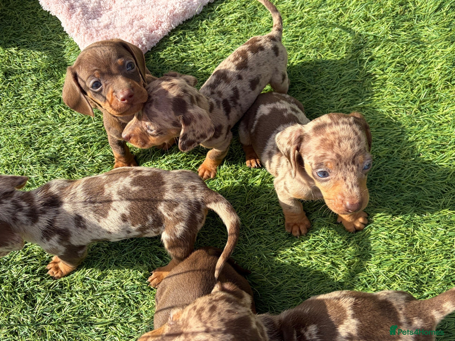 Miniature Dachshund dogs Miniature Dachshund Puppies - Advert 2