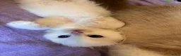 Ragdoll cats for sale: 🌟 Stunning Ragdoll Kittens – Little Angels  🌟 - Advert 3