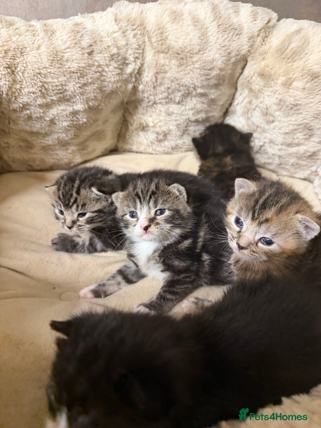 British Shorthair cats for sale: Adorable Kittens, Will be Ready from 22 December! - Advert 10