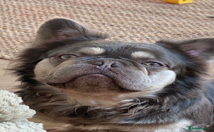 French Bulldog dogs in Stratford-upon-Avon - Advert 17