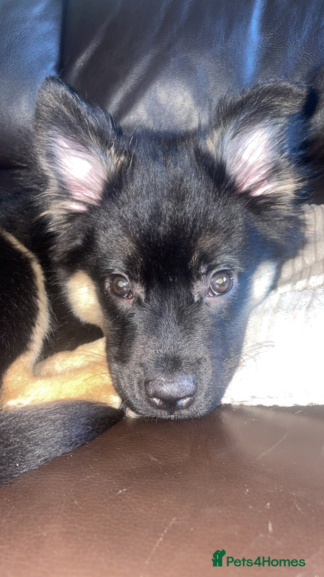 Mixed Breed dogs for sale: Dog looking for forever home  - Advert 2