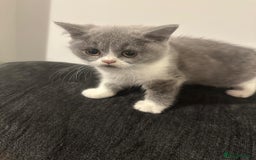 British Shorthair cats for sale: Adorable baby cats - Advert 9