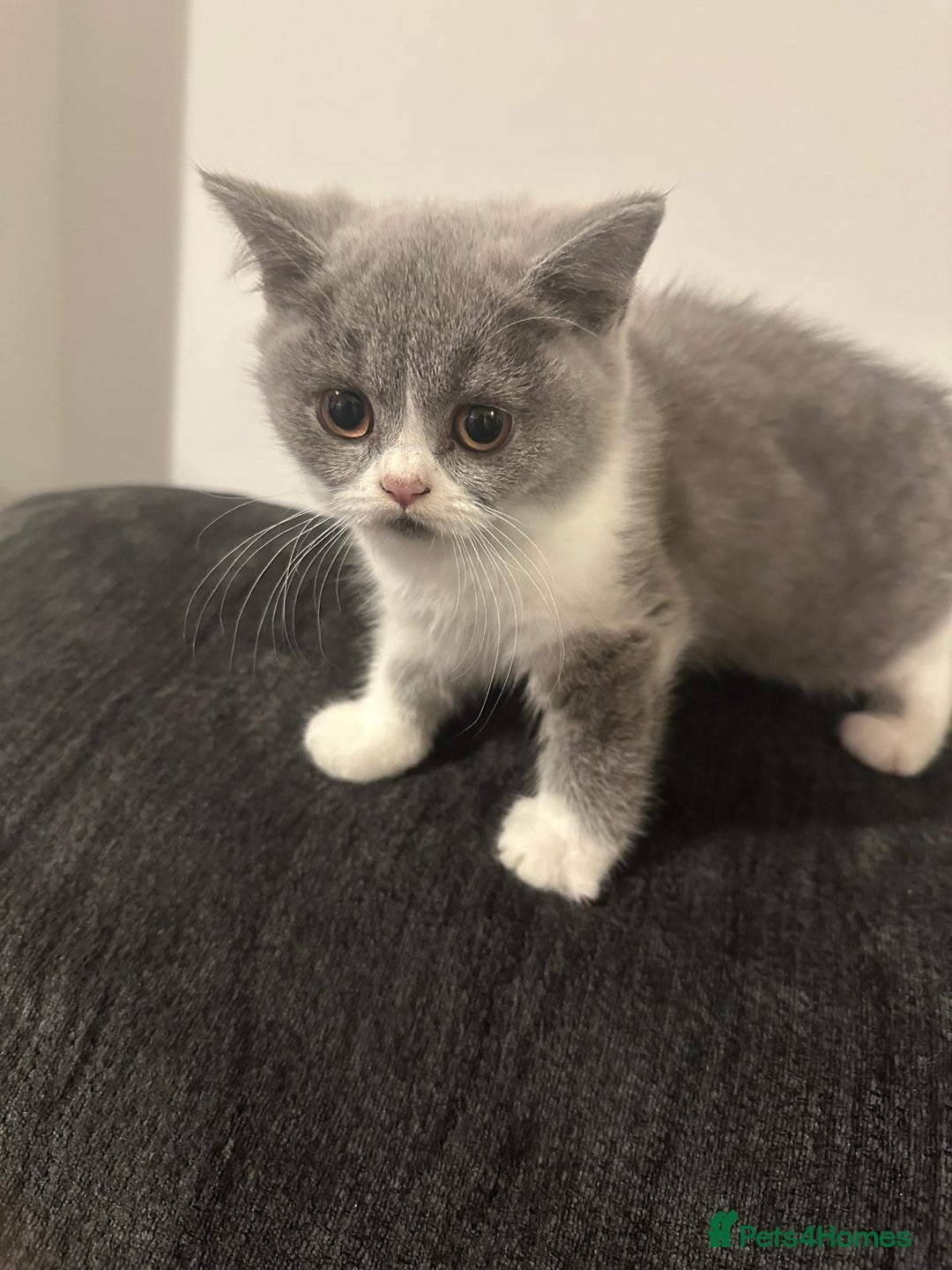 British Shorthair cats for sale: Adorable baby cats - Advert 9