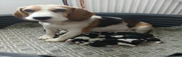 Beagle dogs for sale: 🐾Beautiful Beagle Puppies For Sale!🐶💕 - Advert 1