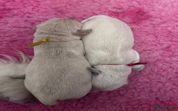 Golden Retriever dogs for sale: KC Fully health tested Golden retriever puppies - Image 18