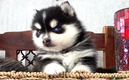 Pomsky dogs for sale: Very Tiny F4 Pomskys  - Image 19
