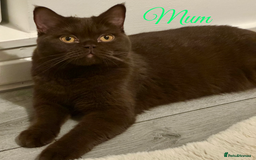 British Shorthair cats for sale: British shorthair kittens  - Image 6