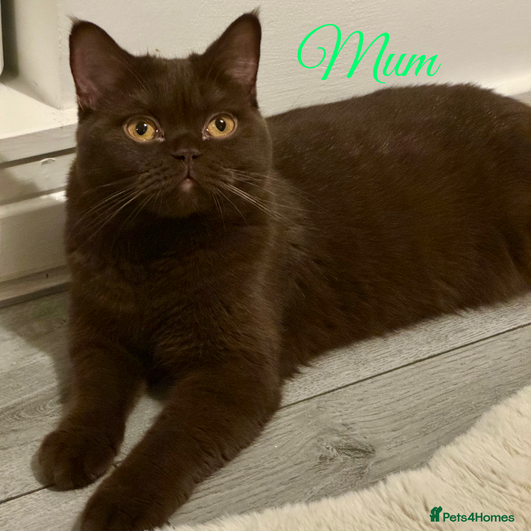 British Shorthair cats for sale: British shorthair kittens  - Image 6