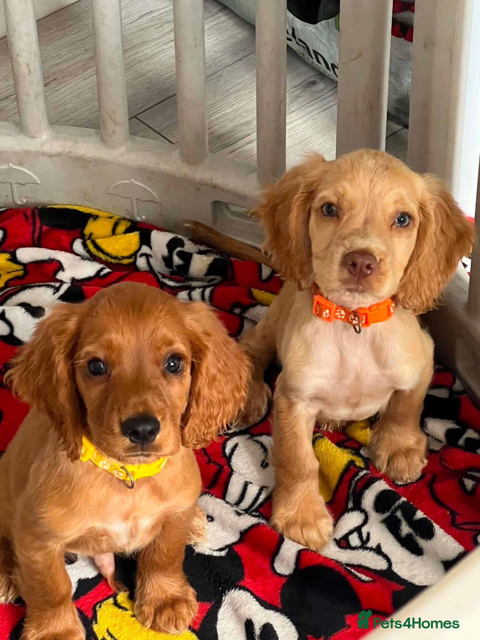 Cocker Spaniel dogs 5 beautiful cocker pups  - Advert 4