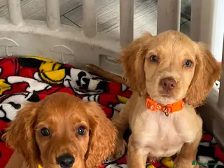 Cocker Spaniel dogs 5 beautiful cocker pups - Advert 4