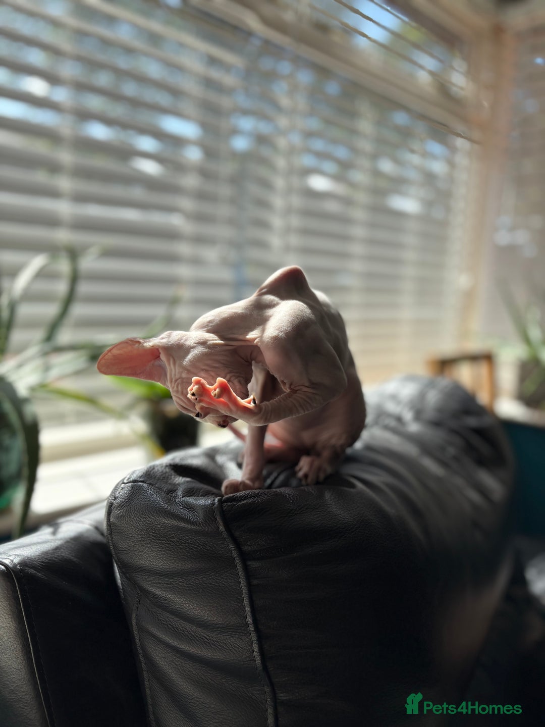 Sphynx cats for sale: Hairless kittens sphinx - Image 15