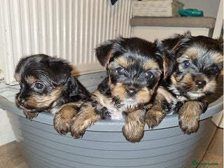 Yorkshire Terrier dogs lively Yorkshire terrier - Advert 7