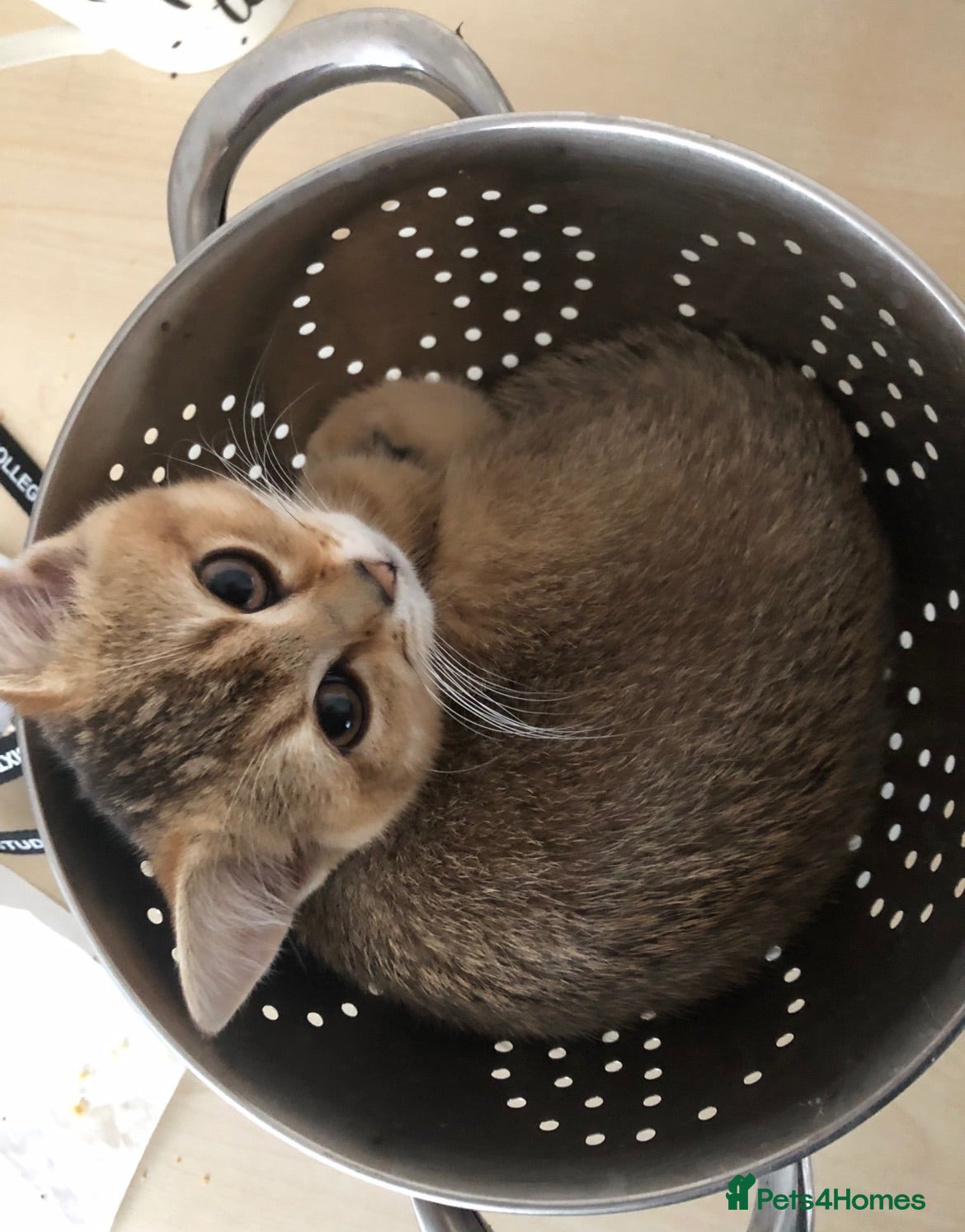 British Shorthair cats British Shorthair Beautiful Girls - Advert 1