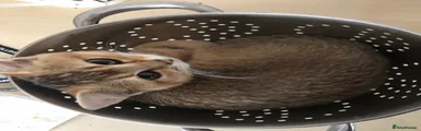 Foxie