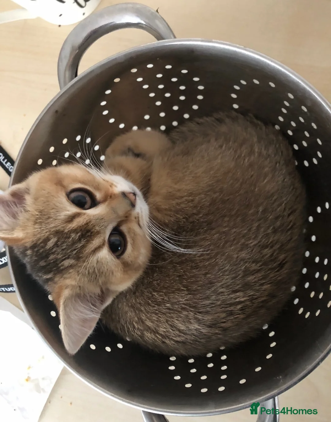 British Shorthair cats for sale: British Shorthair Beautiful Girls - Advert 1