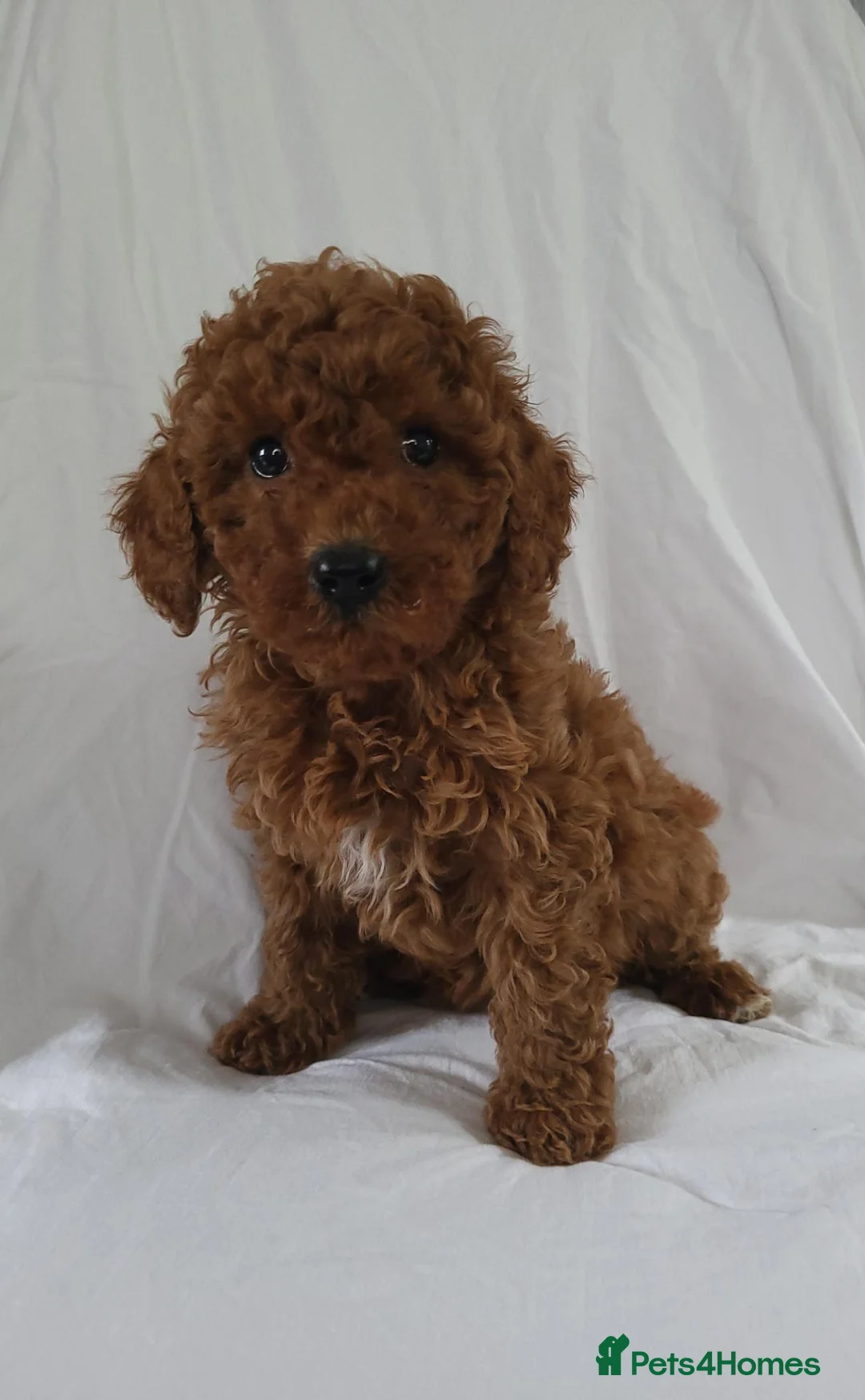Cavapoo dogs for sale: Cavapoo puppies 5 🌟 licence breeder  - Advert 8