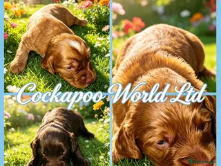 Cockapoo dogs DNA CLEAR, Stunning cockapoos, Ready 5th September - Advert 14
