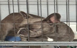 French Bulldog dogs for sale: Gemma - Image 1