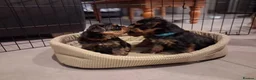 Yorkshire Terrier dogs for sale: 3 lovely little Boys - Advert 4