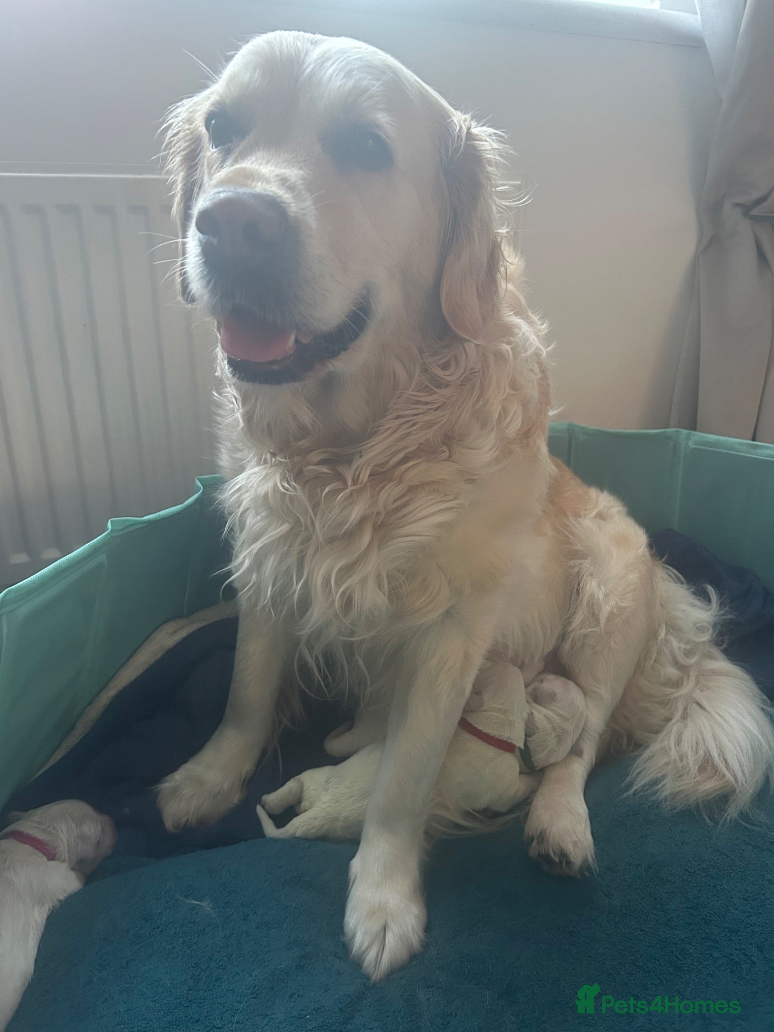 Golden Retriever dogs Golden retriever KC registered ,KC DNA Tested  - Advert 10