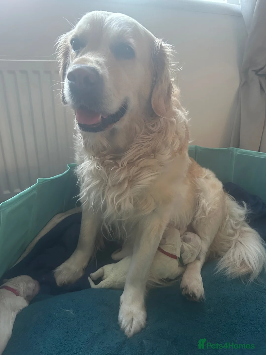 Golden Retriever dogs for sale: Golden retriever KC registered ,KC DNA Tested  - Advert 1