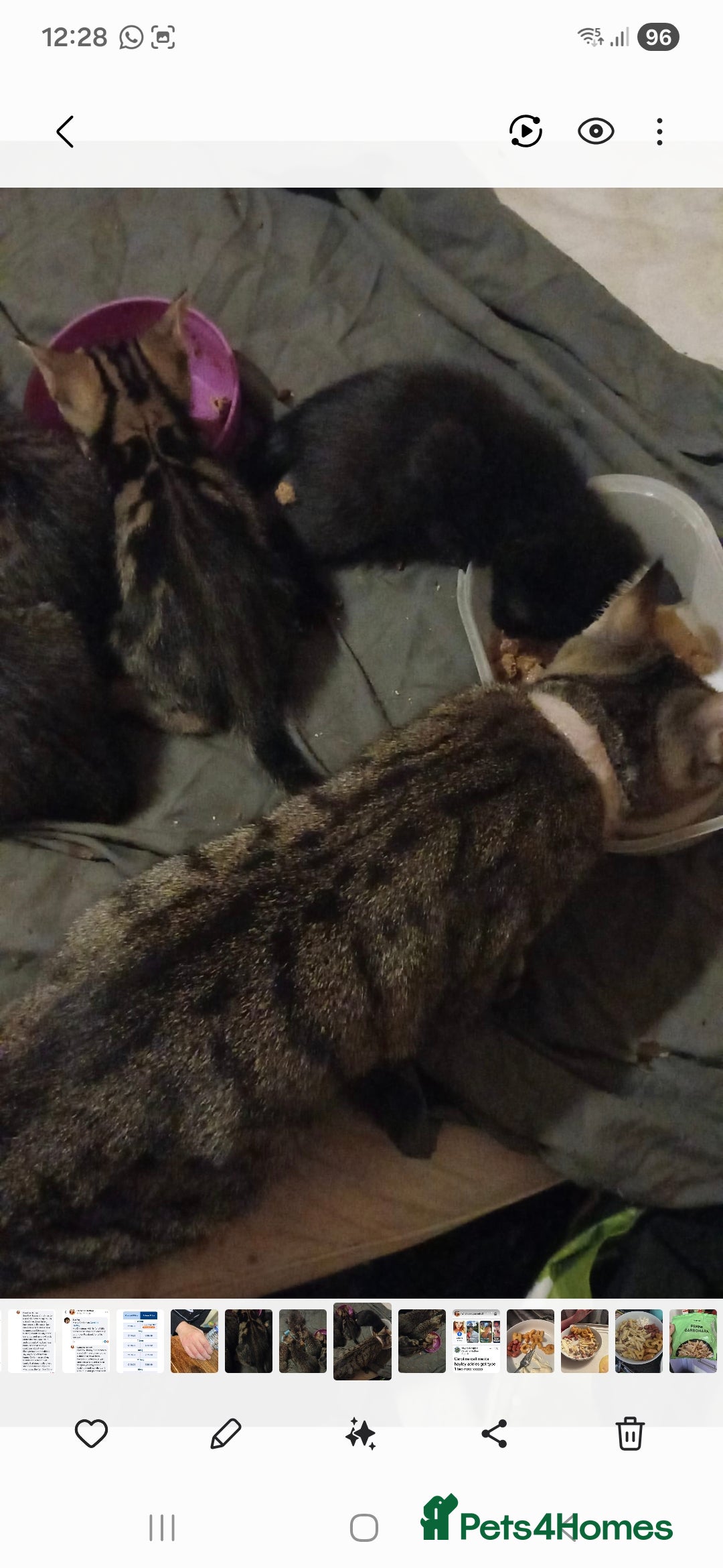 Mixed Breed cats for sale: Beautiful unusual markings - Image 3