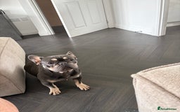 French Bulldog dogs for sale: French bulldog  - Image 4