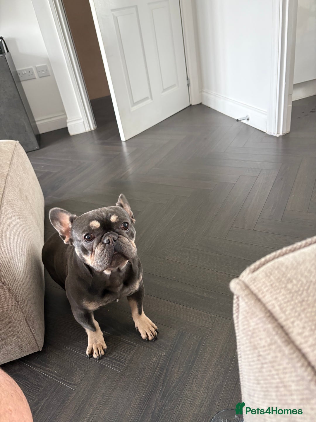 French Bulldog dogs for sale: French bulldog  - Image 4