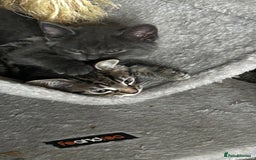 Domestic Shorthair cats for sale: 7 very adorable kittens ready now  - Image 23