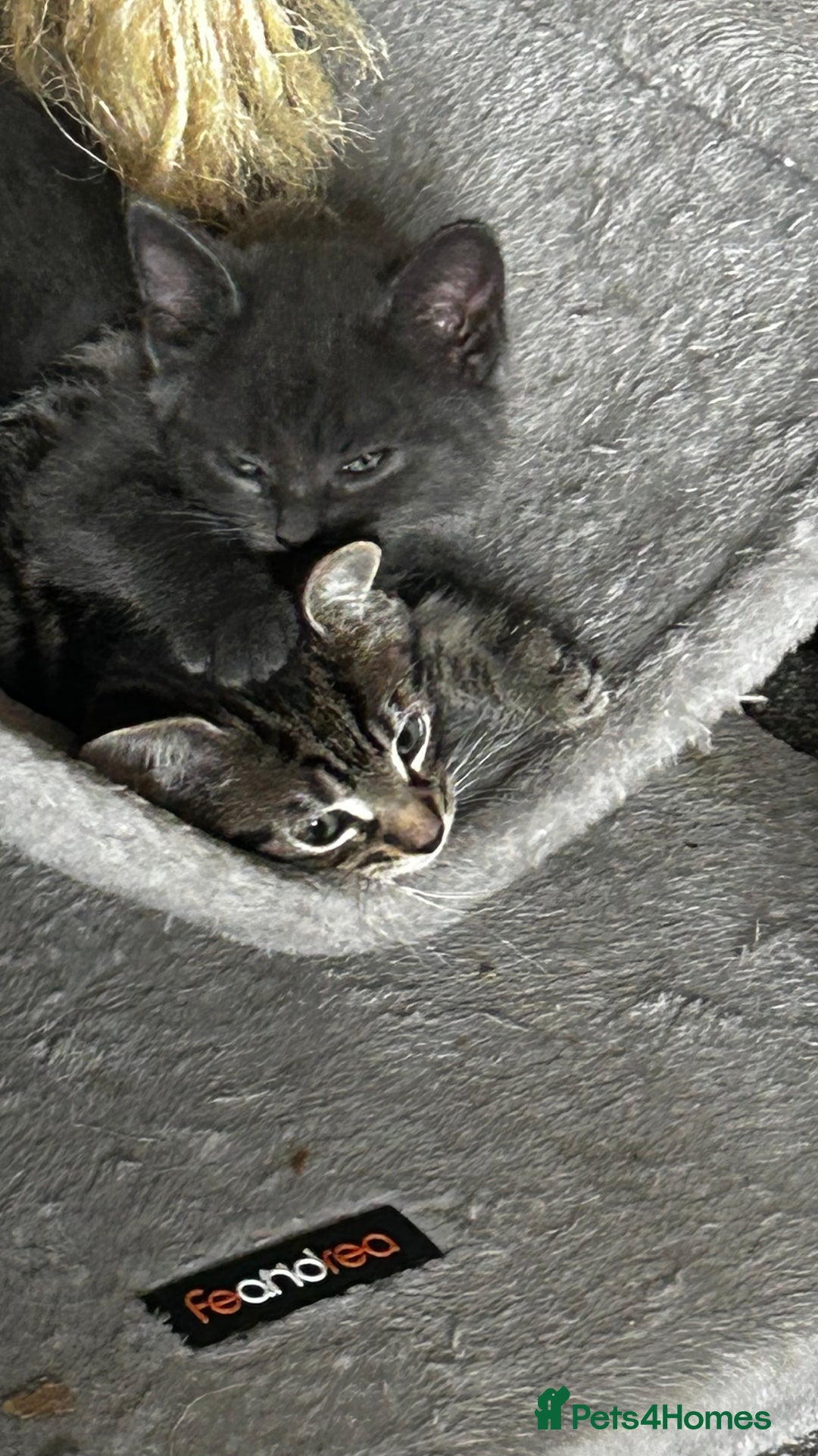 Domestic Shorthair cats for sale: 7 very adorable kittens ready now  - Image 23