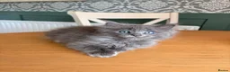 Ragcoon cats for sale: Last of litter affectionate playful Ragcoon baby  - Advert 33