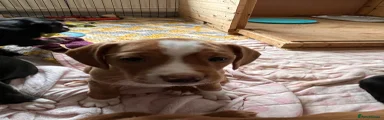 Mixed Breed 3