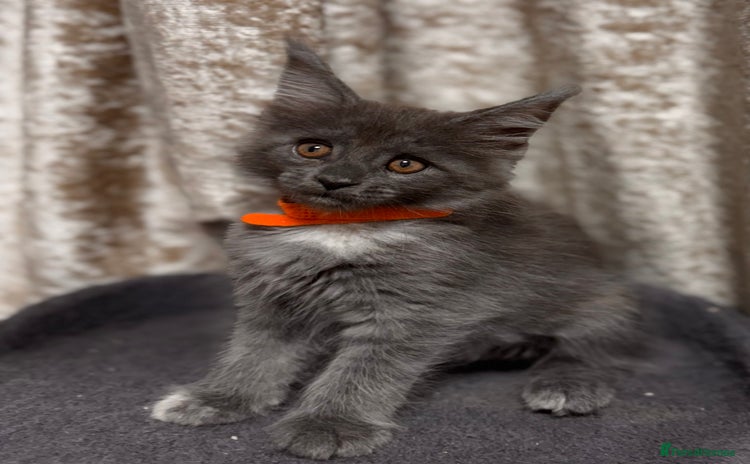 Maine Coon cats - Advert 1
