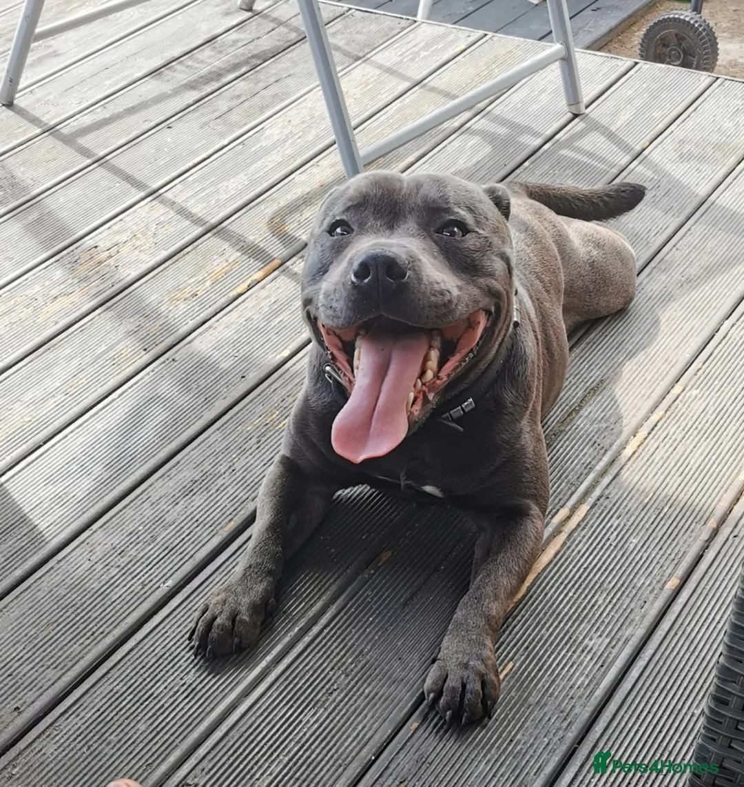 Staffordshire Bull Terrier dogs for stud: PROVEN STUD. ADONIS JUNIOR NOBLESTAFF!!! in Stoke-on-Trent - Advert 10