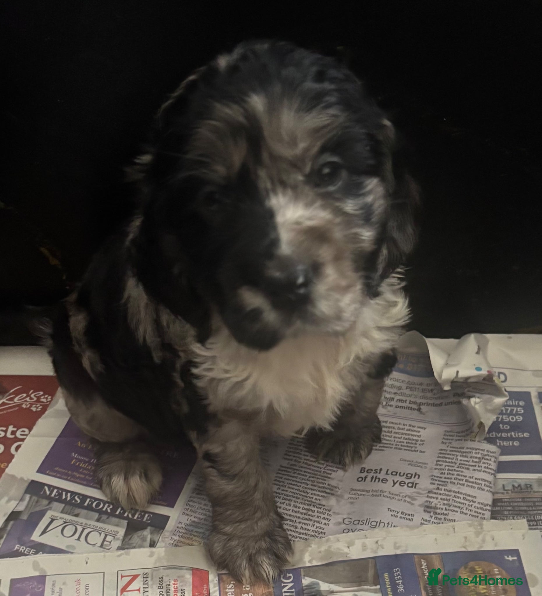 Cocker Spaniel dogs Cocker spaniels - Advert 15