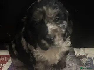 Cocker Spaniel dogs Cocker spaniels - Advert 15