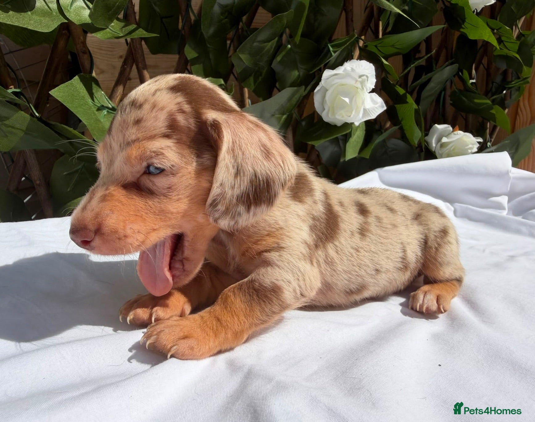 Miniature Dachshund dogs BEAUTIFUL TINY MINIATURE DASCHUNDS DAPPLE KC  - Advert 2