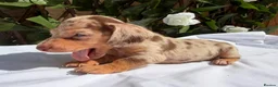 Miniature Dachshund dogs for sale: BEAUTIFUL TINY MINIATURE DASCHUNDS DAPPLE KC  - Advert 2