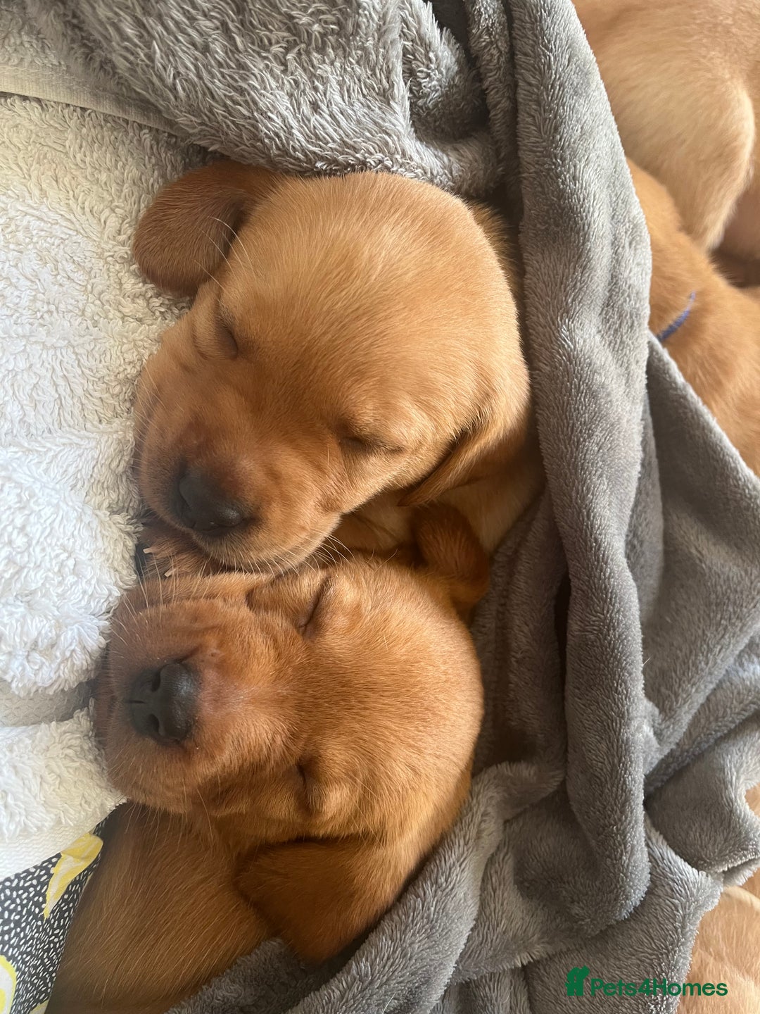 Labrador Retriever dogs for sale: Fox Red / yellow Labrador puppies for sale - Image 21
