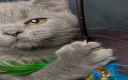 British Shorthair cats for sale: Blue & Fawn Boys & Girls - Image 24