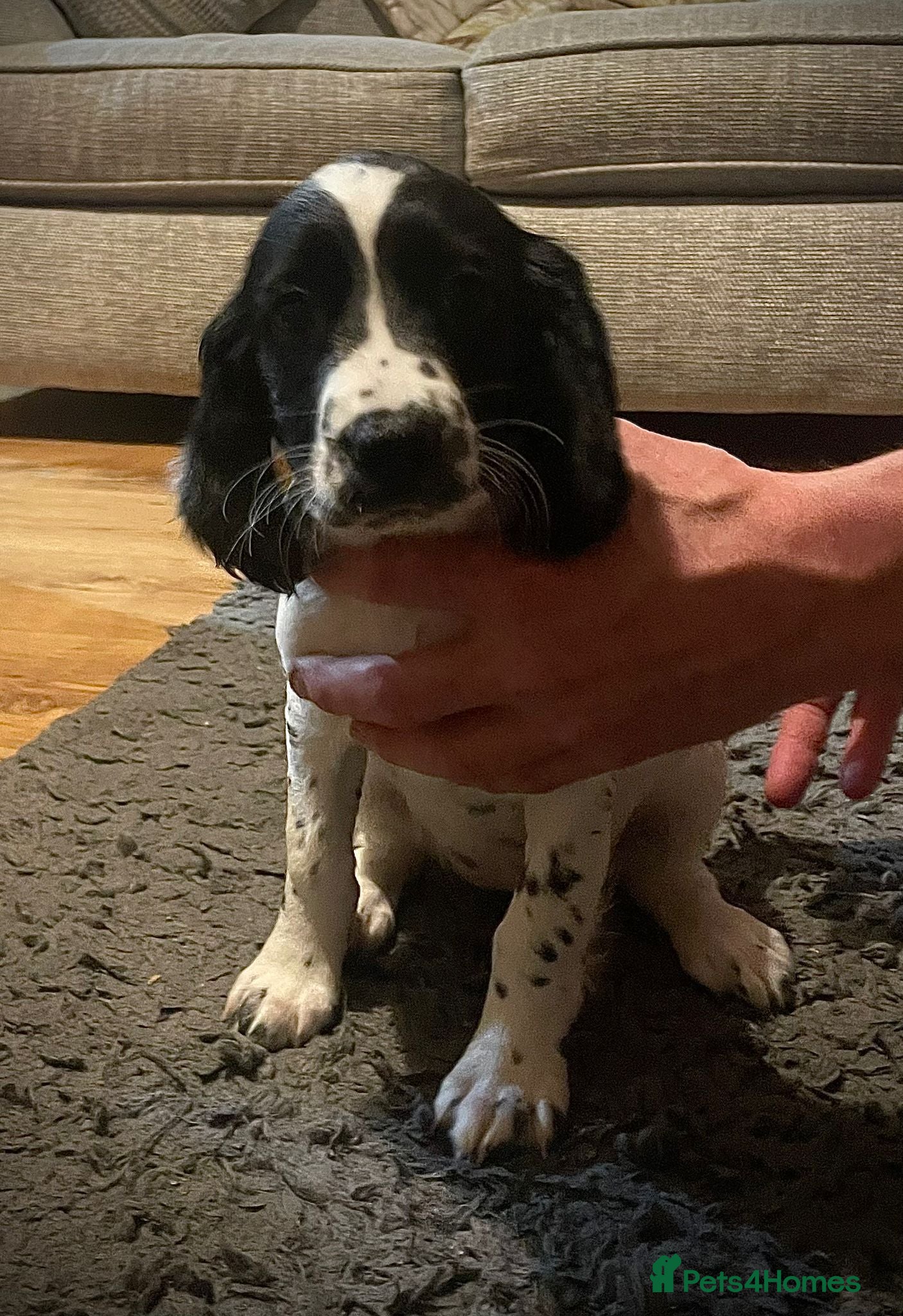 English Springer Spaniel dogs  Bw Springer spaniel puppies  - Advert 6