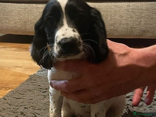 English Springer Spaniel dogs Bw Springer spaniel puppies - Advert 2