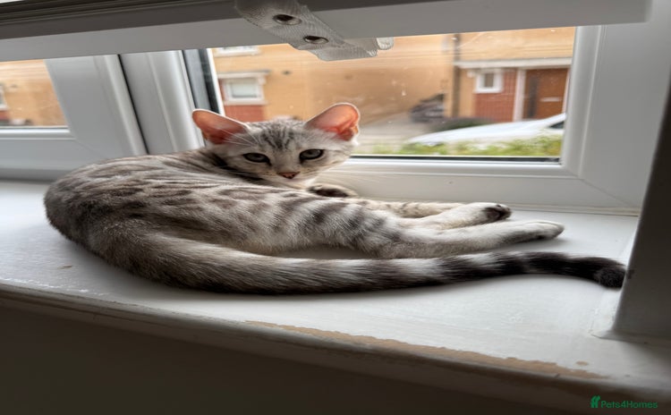 Bengal cats in Cambridge - Advert 14