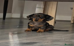 Miniature Dachshund dogs for sale: Miniature dachshund puppies  - Image 5