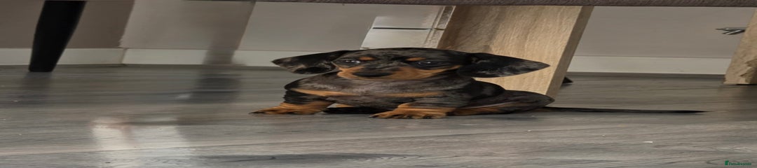 Miniature Dachshund Puppy 4