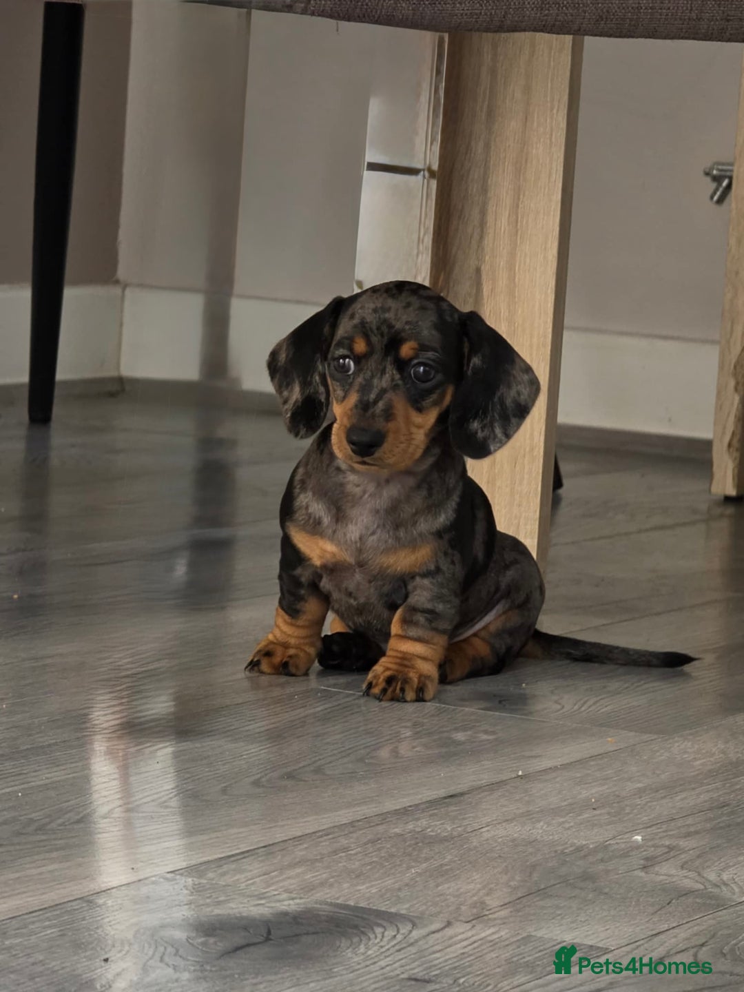 Miniature Dachshund dogs for sale: Miniature dachshund puppies  - Image 5